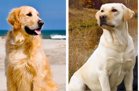 金毛与拉布拉多犬：揭秘它们的差异，让你一目了然