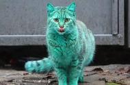 荧光绿的流浪猫引发小区居民的热议，原因是什么？