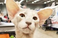 大耳朵猫精灵：东方短毛猫的独特魅力