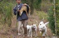 中华田园犬：这些优质犬种的存亡危机