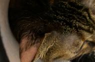 宠物医生解析：猫咪耳朵痒、掉毛和出血，可能是真菌感染
