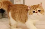 你能分辨加菲猫和波斯猫的不同吗？