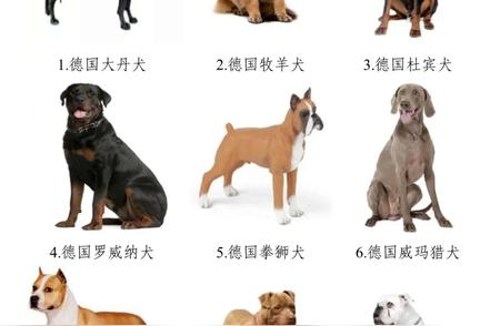 汉中市禁止饲养犬类名单一览