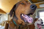 狗狗舌头上的蓝黑色斑点是病症吗？你家的狗狗有没有？