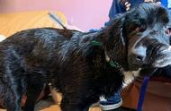 8个月大的拉布拉多犬：卡西莫多的面容与牙齿