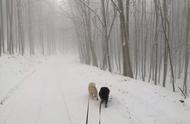 雪原中的狗狗冒险
