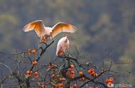 秦岭山中的珍稀鸟类：一览其独特风采