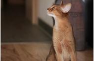阿比西尼亚猫：猫咪图鉴详解