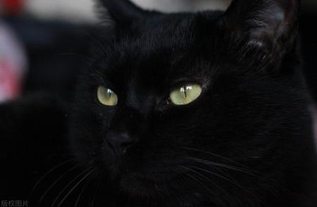 并非所有黑猫都被称为玄猫