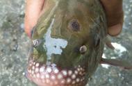南宁右江惊现罕见“变异鱼”，绿色鳞片与长满小珠子的鱼嘴引人注目