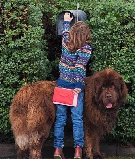 英国小女孩与纽芬兰犬的逗比交集！