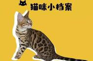 探索豹猫的贵族气质：猫中的“贵”族
